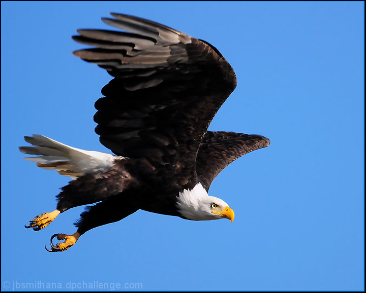 Taking Flight