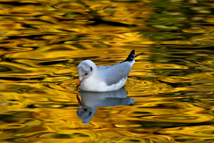 Golden Waters 