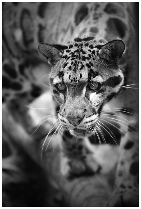 On the Prowl