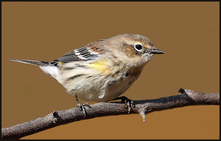 1st yr  Yellow-rumped Warbler
