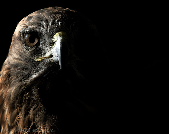 Red Tailed Hawk