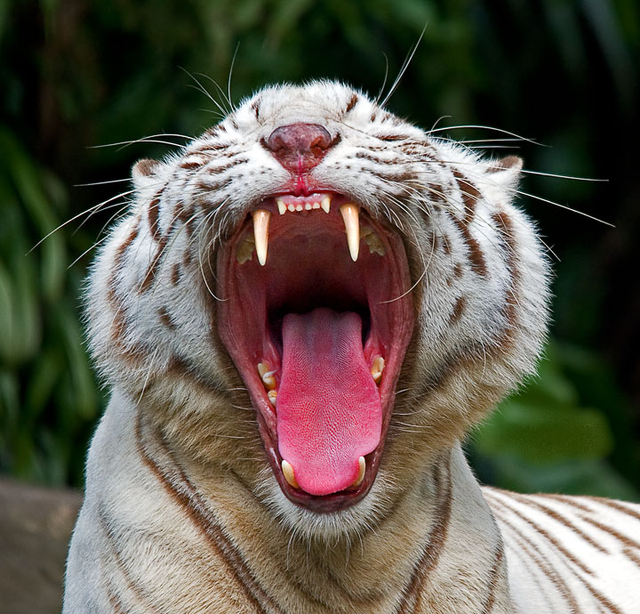 YAWN