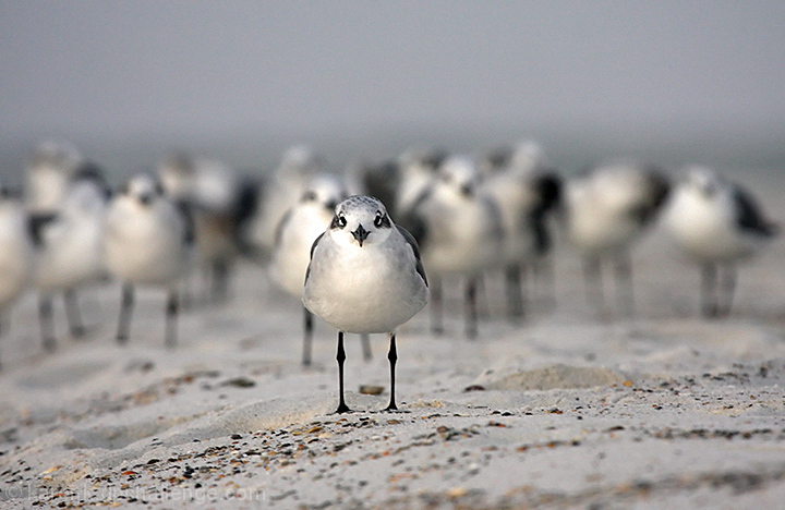 The Gathering