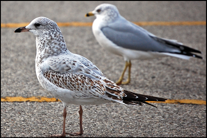 Urban Wildlife