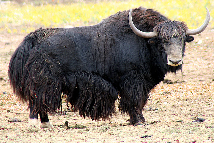 There's a herd of yaks in Colorado