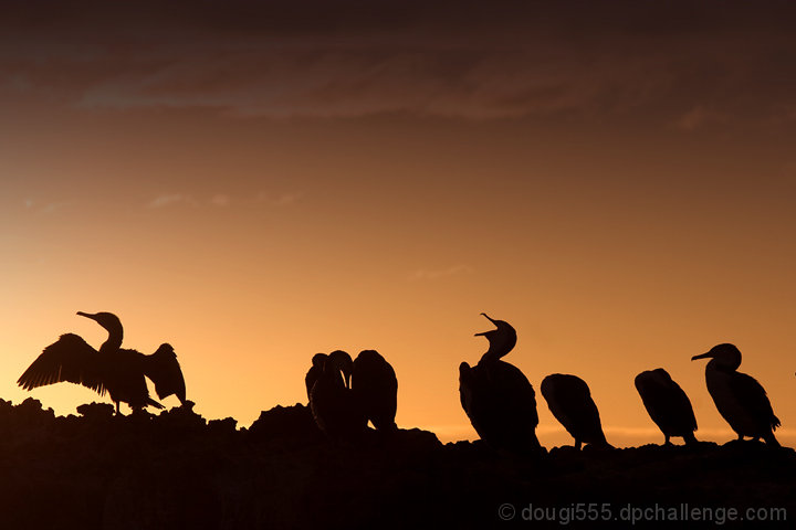 Phalacrocorax varius (Pied Cormorant)