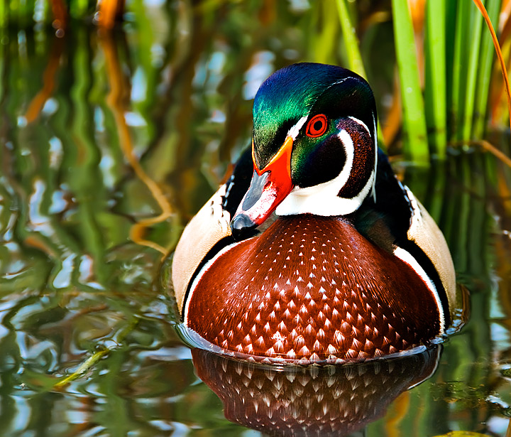 Wood Duck by ErikV - DPChallenge