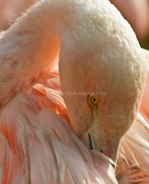 Flamingo Preens
