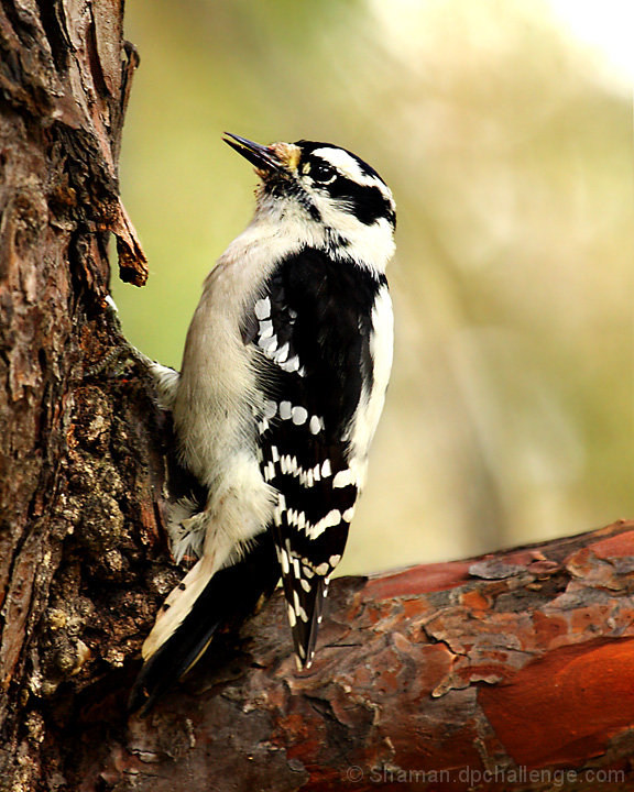 Downy Woodpecker