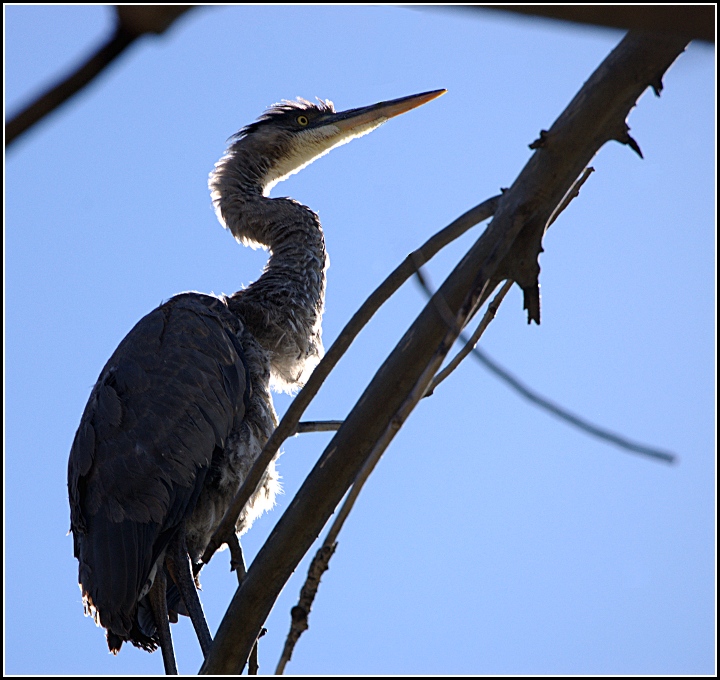 Blue Herring