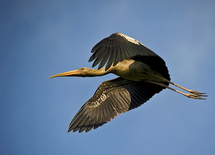 Flight of the Stork