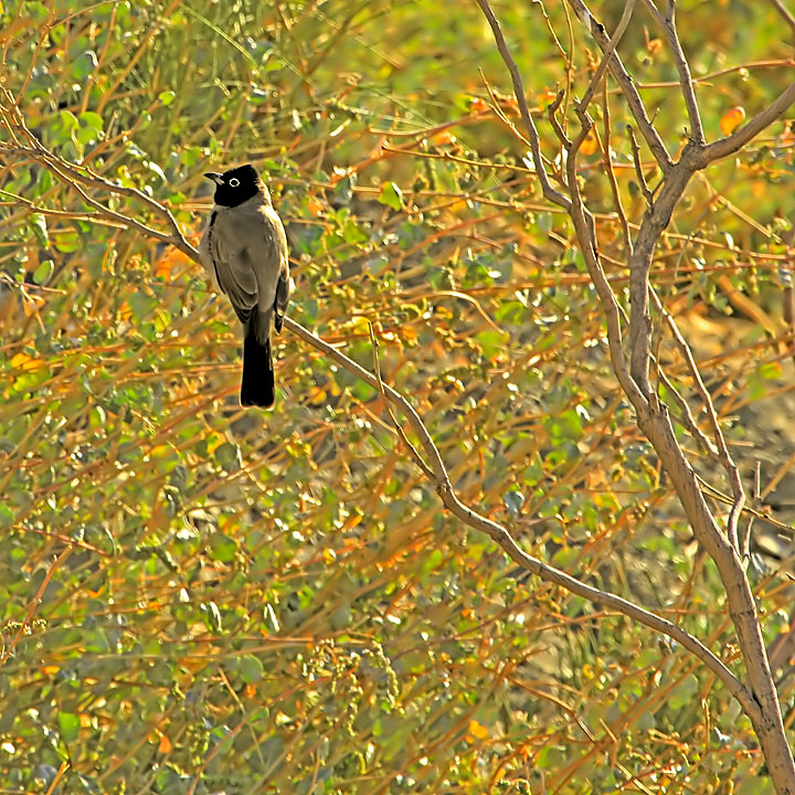 Yellow-vented Bulbul