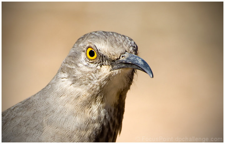 Grumpy Bird!