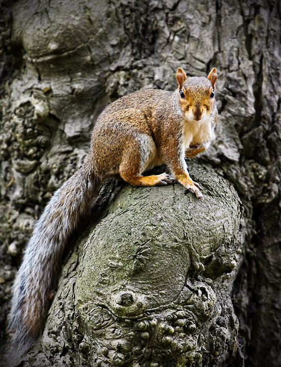 The Nut Collector