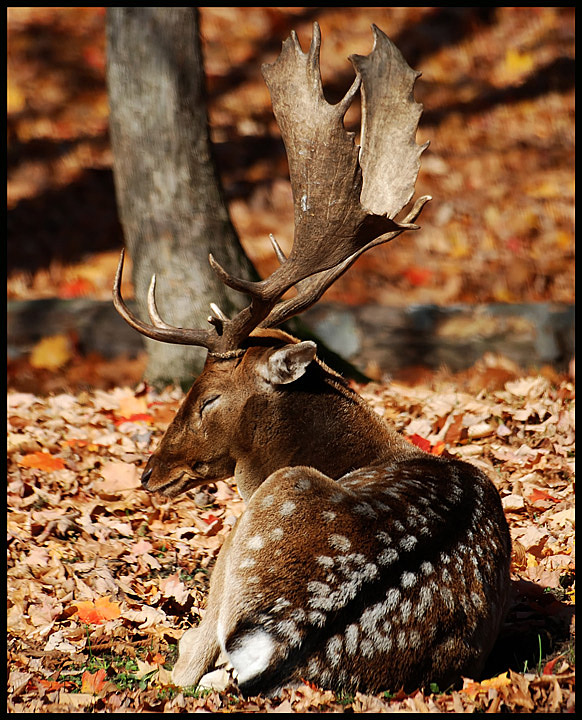 Resting