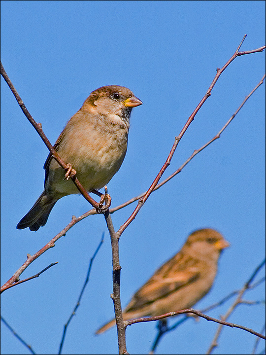 Winter Feathers