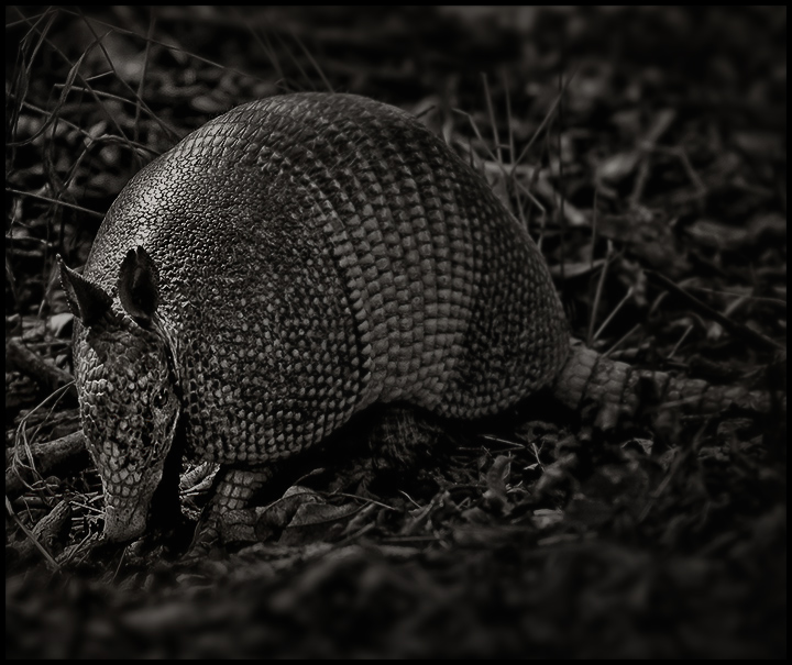 Texas Armadillo