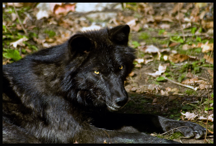 The Black Wolf