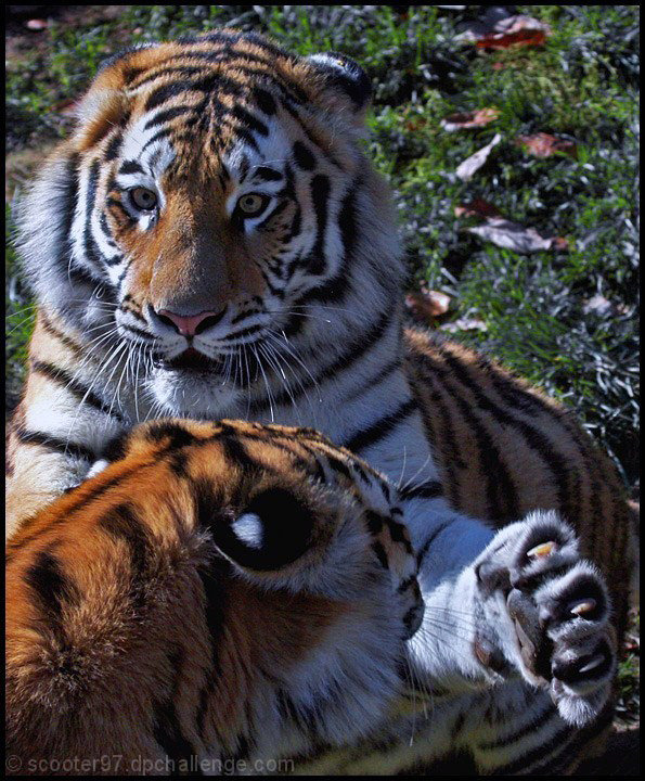 Tiger Fight