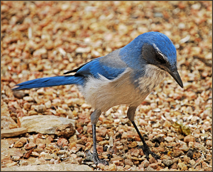 Scrub Jay, the neighborhoods bully.