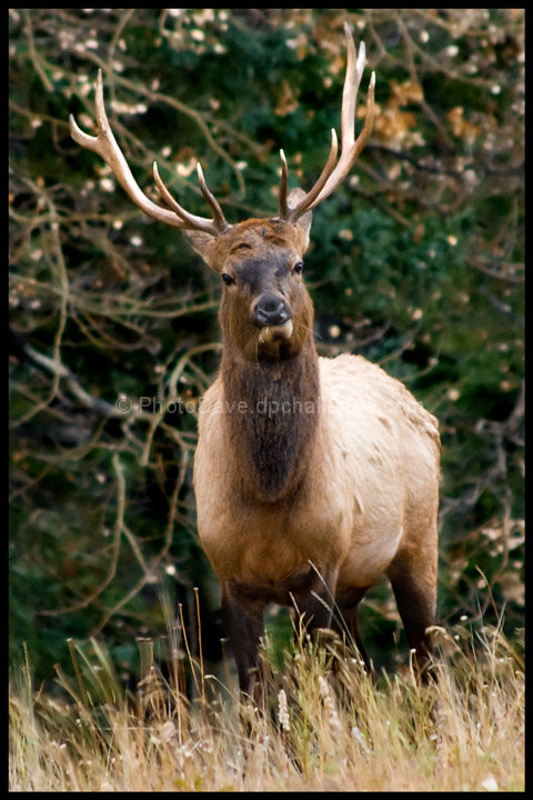 Elk of the Canadian Rockies