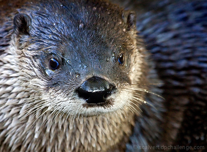 Otterly Soaked