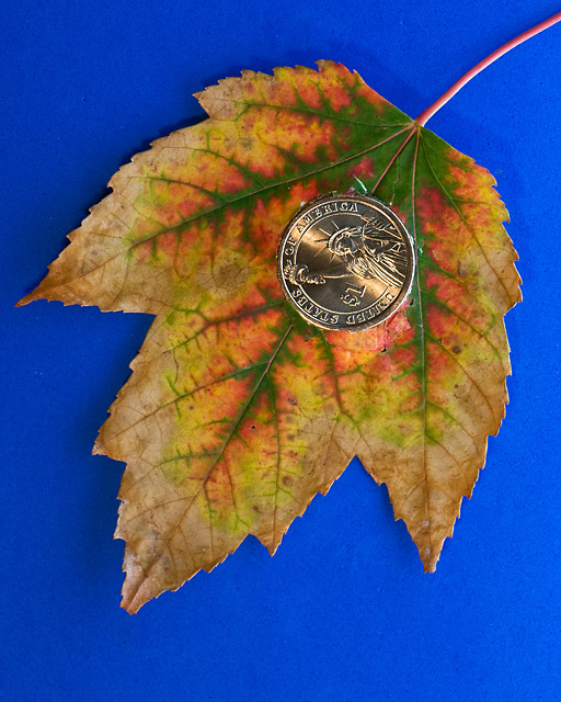An Autumnal Gift from the Money Tree