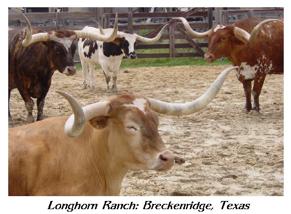 Longhorn Ranch