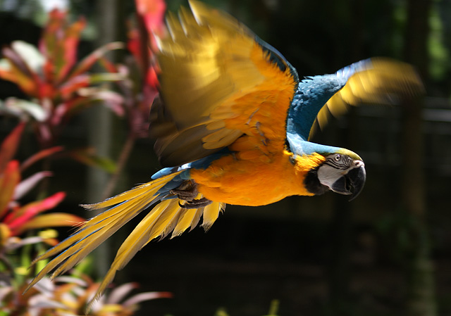 Flying