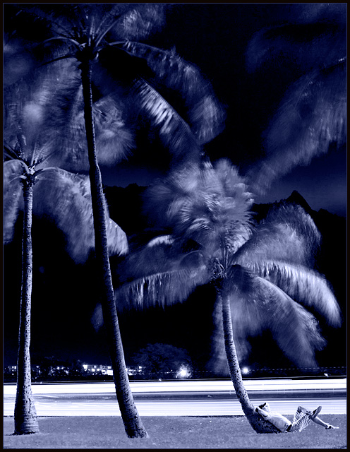 Palm Dreams St.