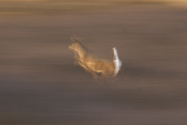 Deer in Motion