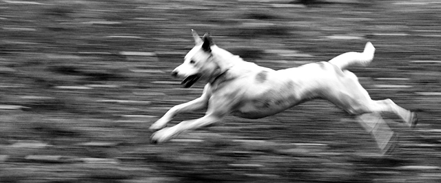 Run, Spot, Run.