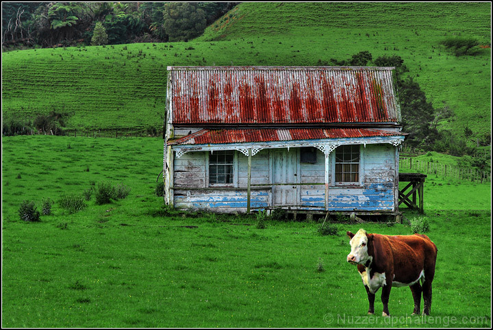 Somebody forgot to cancel the lawn mooing service