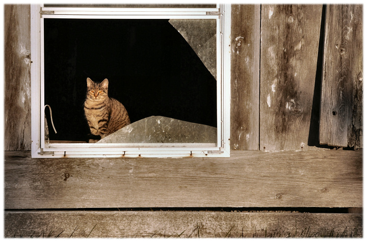 Watchcat