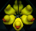 Whats Up Duck?
