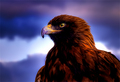 Aquila