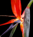 Emerging Bird of Paradise