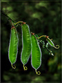 Seed pods