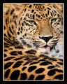 Prrrrrrr