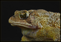 Formal Portrait of Mr. ZacharyToad      (for his Wife and Kids)