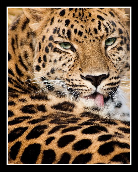 Prrrrrrr