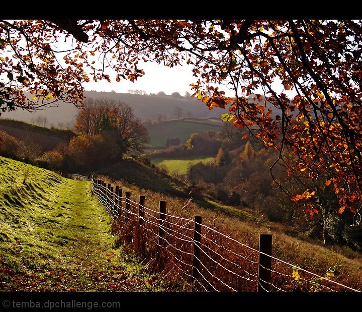 Autumn Walk