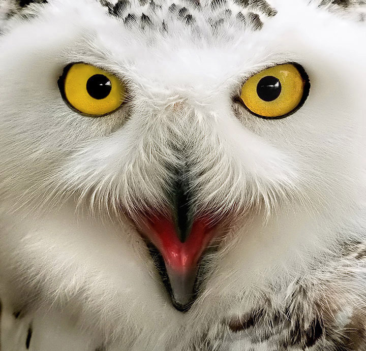 Owl with Attitude