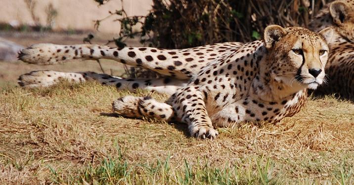 Cheetah woken up by what she wants to make her lunch (a little boy!!)