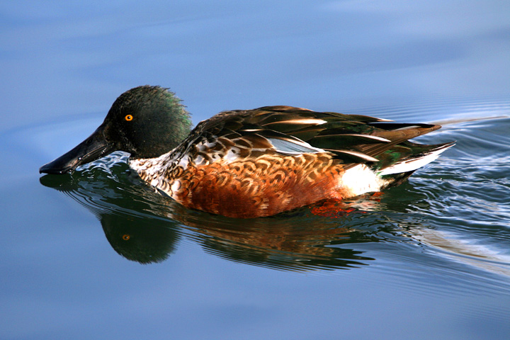 Northern shoveler in my neighborhood pond.