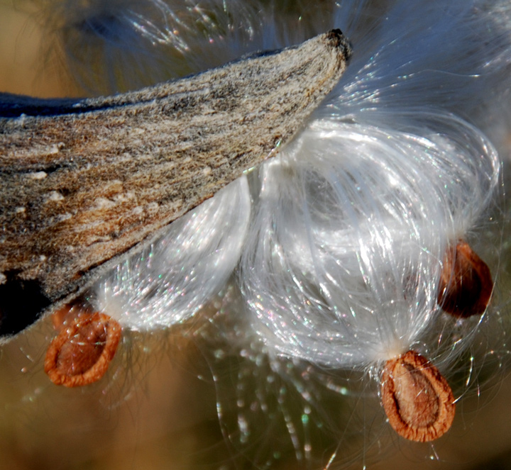 Milk Weed