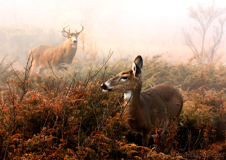 Foggy Morning Rendezvous