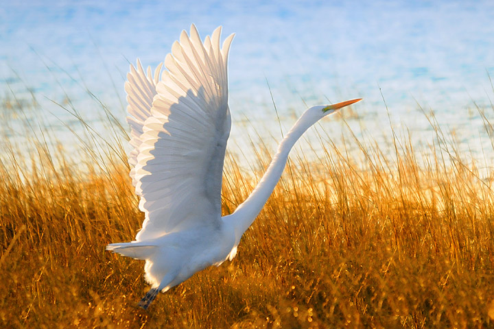 The Flight of the Egret