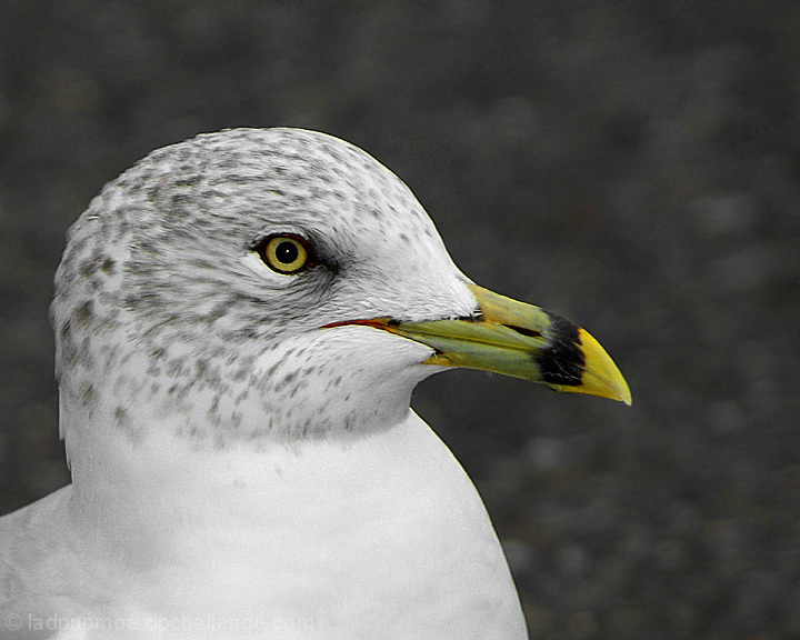 Seagull