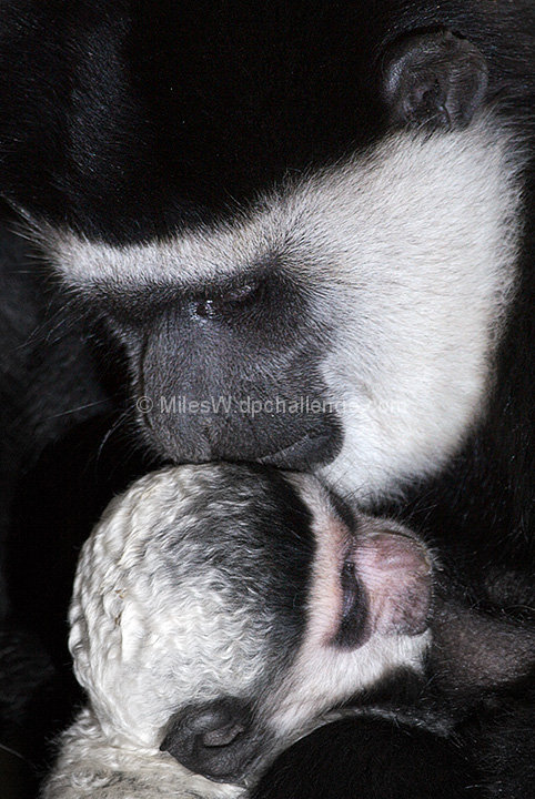 Maternity in Black and White